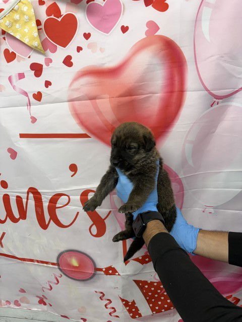 A589970 - Dutch Shepherd available for adoption