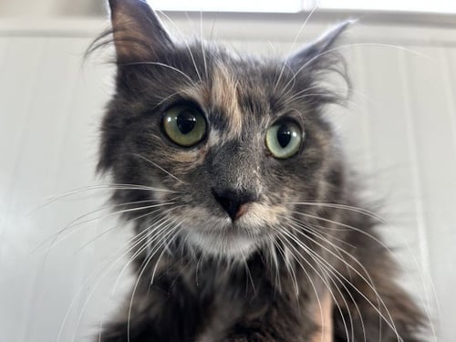 MARGARETTE - Domestic Medium Hair for adoption in San Bernardino