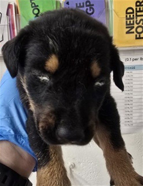 DREAMER - German Shepherd Dog available for adoption