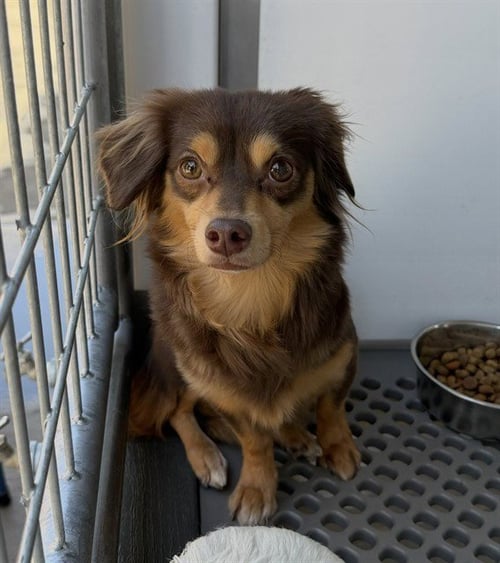 PEANUT BUTTER - Chihuahua available for adoption