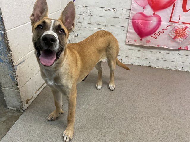 FIONA - Pit Bull Terrier / Belgian Shepherd Malinois available for adoption