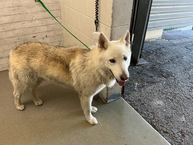 NELSON - Alaskan Malamute available for adoption