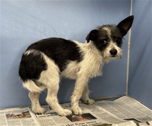 MUNCHKIN - Terrier available for adoption