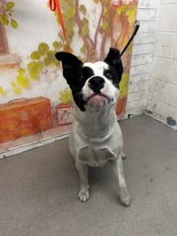 CHAVO - Photo 1