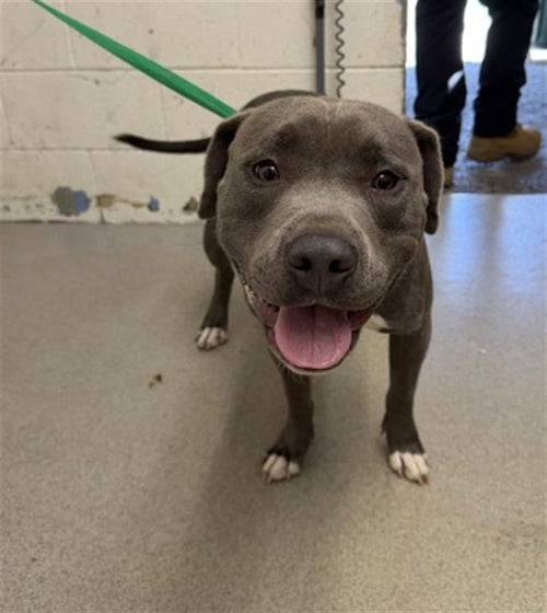 BIG BOY - Pit Bull Terrier available for adoption