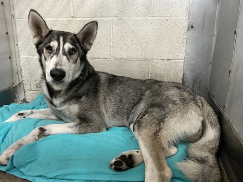 CAROLINA - Siberian Husky available for adoption