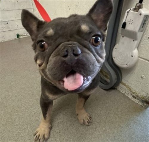 JARED - French Bulldog available for adoption