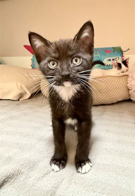 LIAM - Domestic Short Hair available for adoption