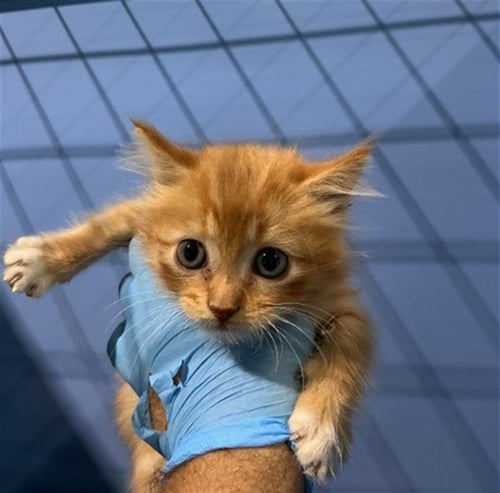 FANTA - Domestic Medium Hair available for adoption