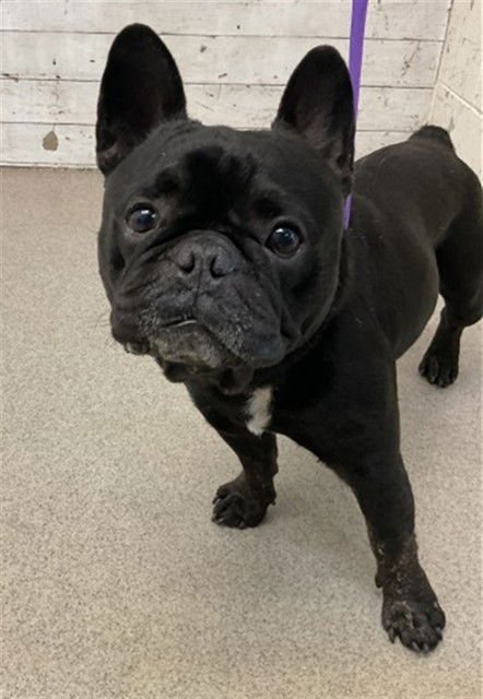 WRIGLEY - French Bulldog available for adoption