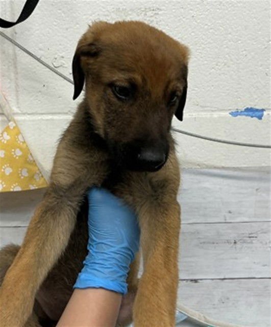 PEARL - German Shepherd Dog available for adoption