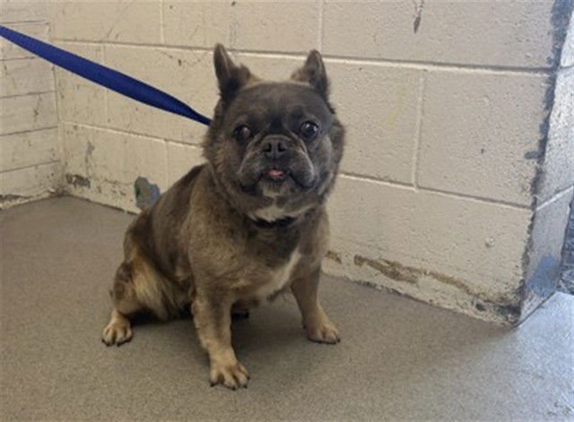 CHATA - French Bulldog available for adoption