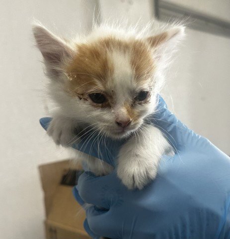 PEPPA - Domestic Short Hair for adoption in San Bernardino