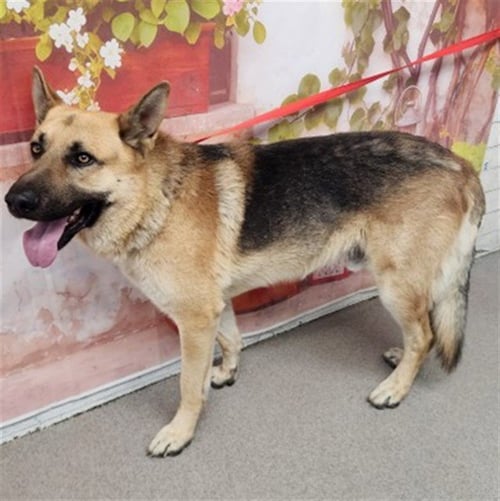 ROCKY - German Shepherd Dog available for adoption