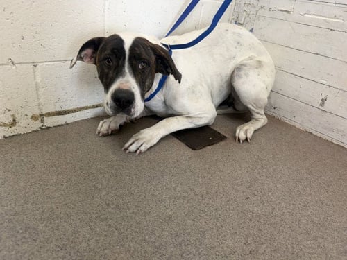 TWO-TONE - Pit Bull Terrier available for adoption