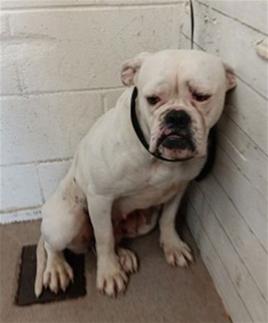 POPPY - American Bulldog available for adoption