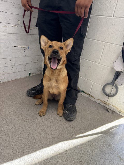 FREDA - German Shepherd Dog available for adoption