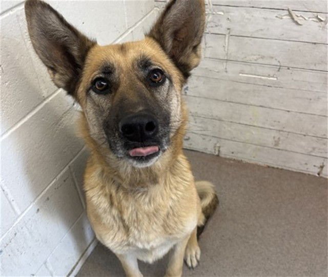ROXANNE - German Shepherd Dog available for adoption