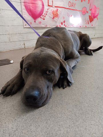 GUNTHER - Cane Corso Mastiff available for adoption