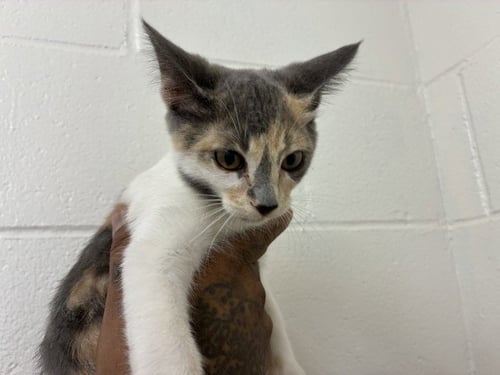 EMILY - Domestic Short Hair available for adoption
