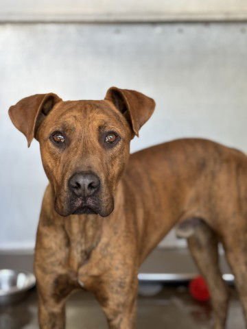 ATLAS - German Shepherd Dog available for adoption