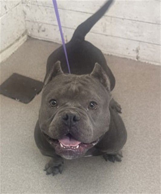 SILVERMIST - Pit Bull Terrier available for adoption