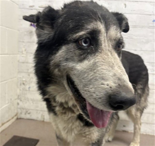 FREDDY - German Shepherd Dog available for adoption