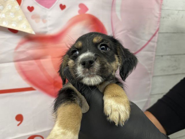 FINN - Beagle available for adoption