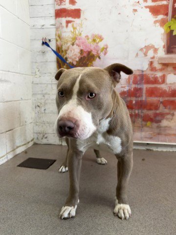AUGUST - Pit Bull Terrier available for adoption
