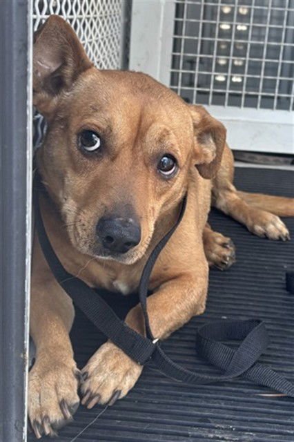 BENJI - Chihuahua available for adoption