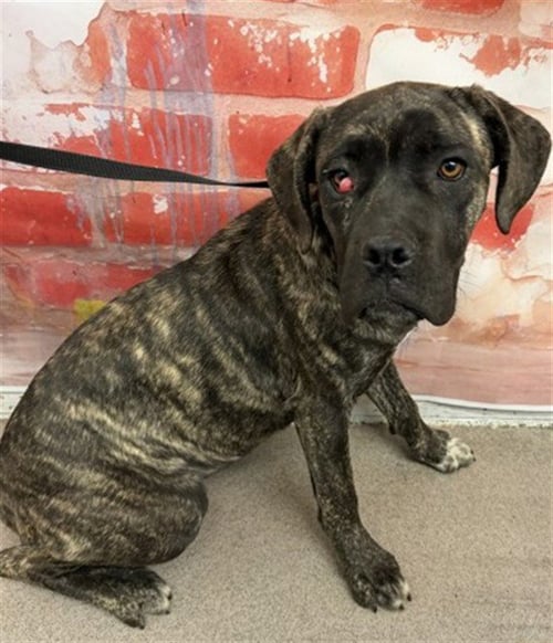 LUZ - Mastiff available for adoption
