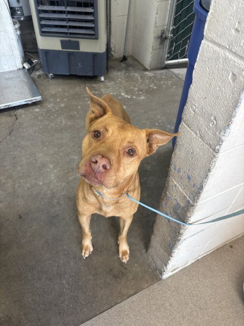 REYES - Pit Bull Terrier available for adoption