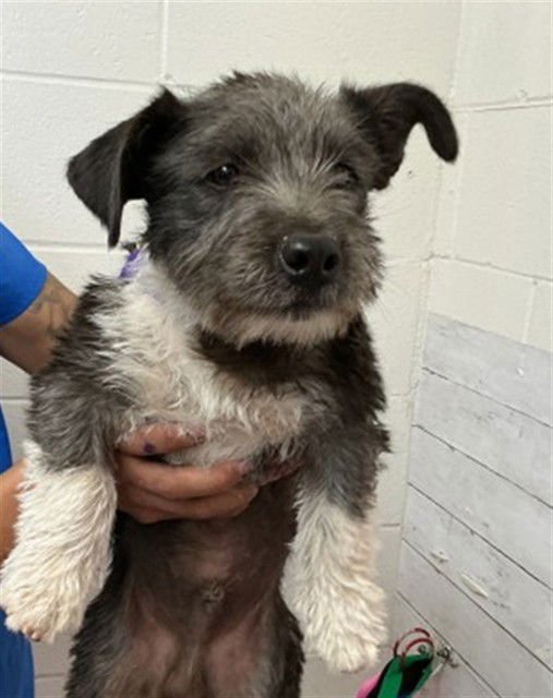 MOJO - Yorkshire Terrier Yorkie available for adoption