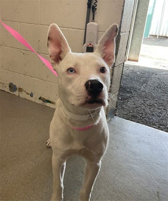 VALENTINO - Pit Bull Terrier available for adoption