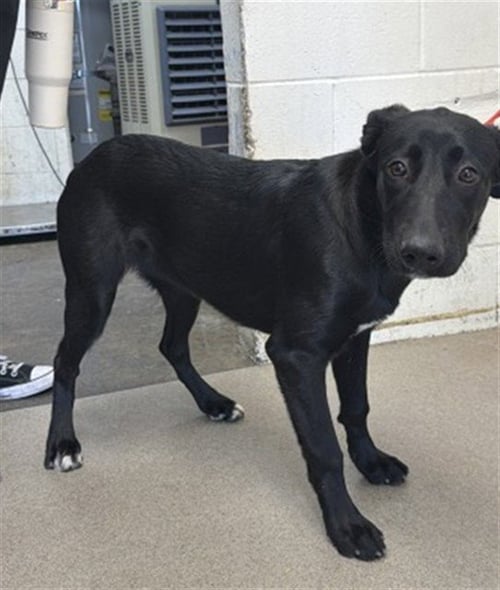 AUBREY - Flat-coated Retriever available for adoption