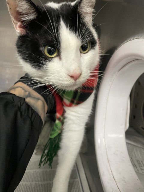 BINGO - Domestic Short Hair available for adoption