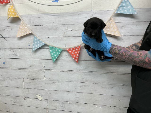 HONEYDEW - Labrador Retriever available for adoption