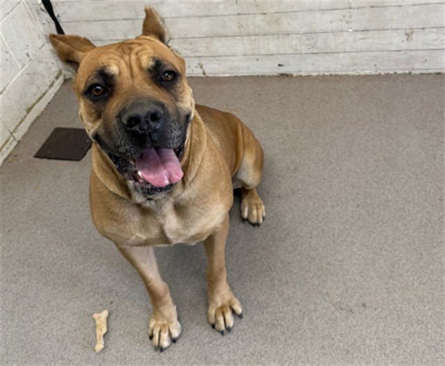 DAHLIA - Presa Canario available for adoption