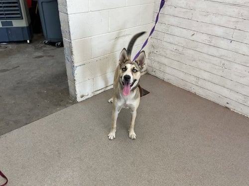 OAKLEY - Siberian Husky / German Shepherd Dog available for adoption