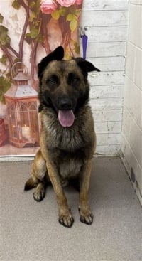 OWEN - Photo 1
