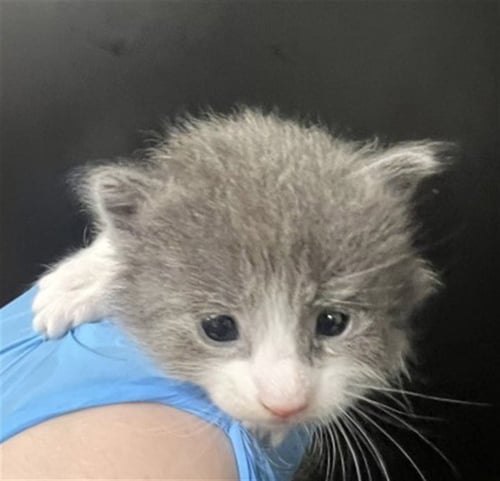 JAN - Domestic Short Hair available for adoption