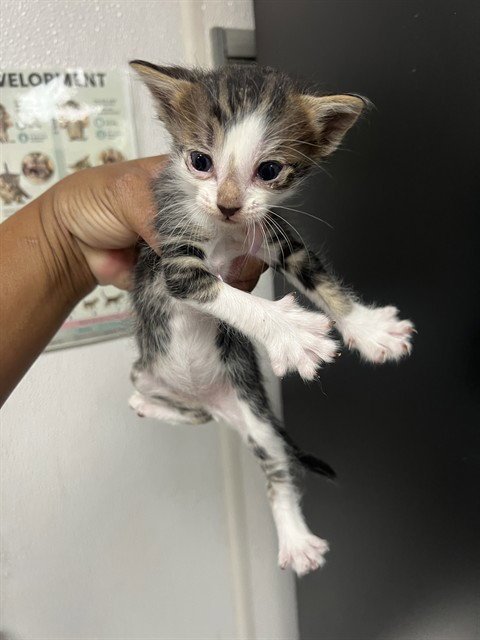 CHARLIE - Domestic Short Hair available for adoption