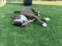 DANE - Photo 1