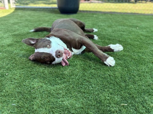 DANE - Pit Bull Terrier for adoption in San Bernardino