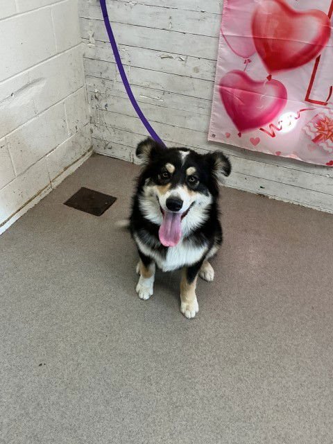 JAMIE - Australian Shepherd available for adoption