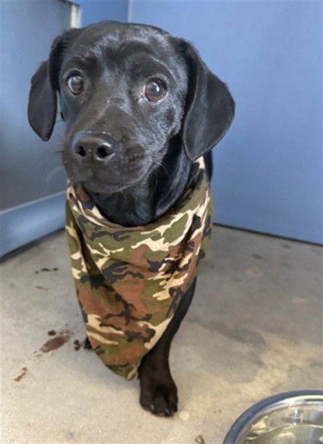 REX - Chihuahua available for adoption