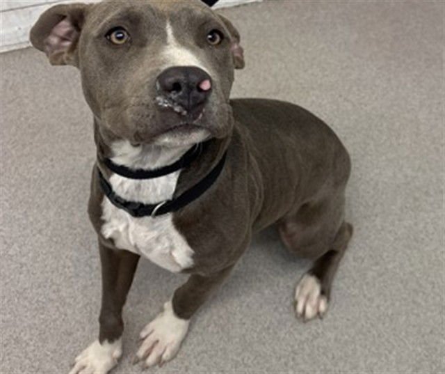 CHERRIE - Pit Bull Terrier available for adoption