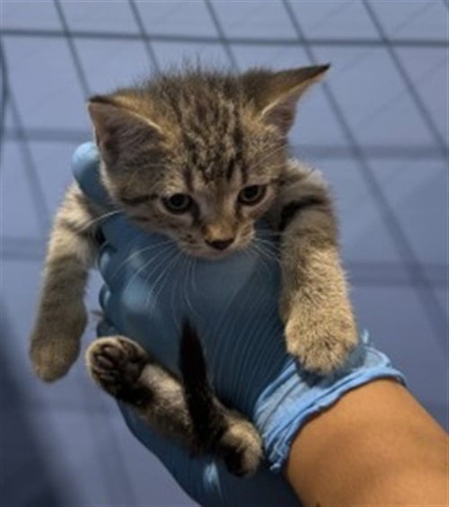 ERNIE - Domestic Short Hair available for adoption