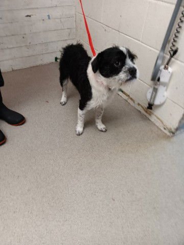 TOBIAS - Terrier available for adoption