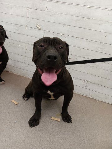 BILLY - Pit Bull Terrier available for adoption